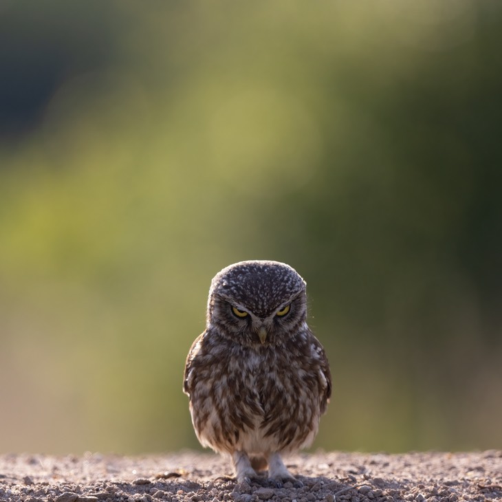 little owl