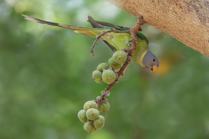 plum headed parakeet