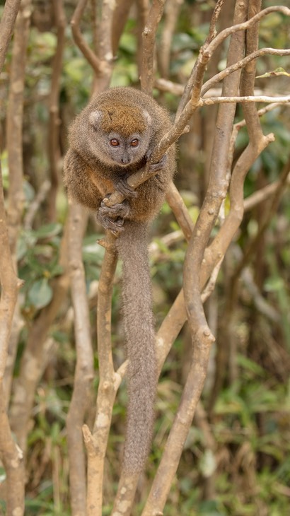 grey bamboo lemur