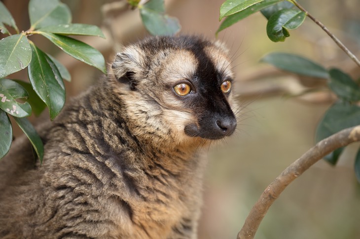 common brown lemur