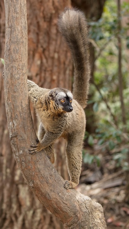 common brown lemur