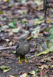 great thrush