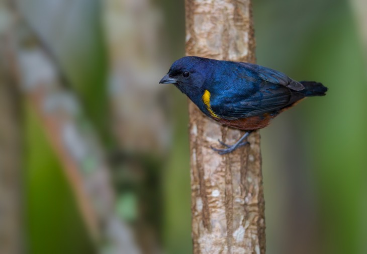 chestnut bellied euphonia