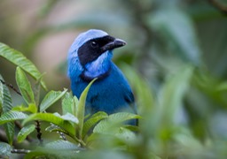 turquoise jay