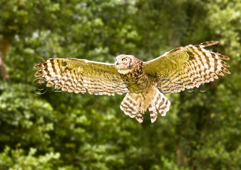 horned eagle owl