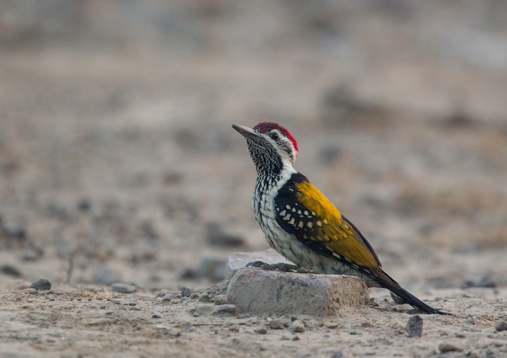 golden backed woodpecker