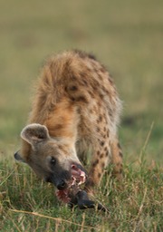 spotted hyena