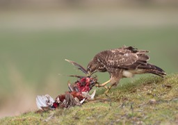 common buzzard