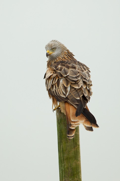 red kite