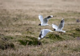 andean gull