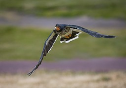 carunculated caracara