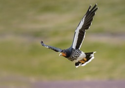 carunculated caracara