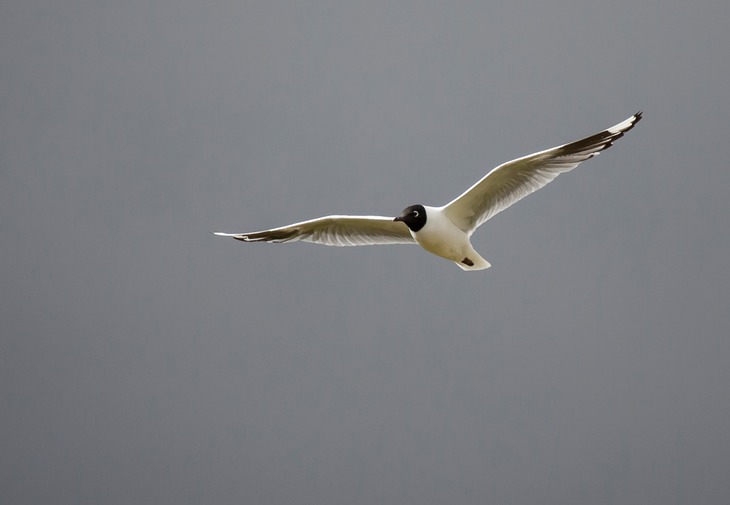 andean gull