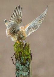 kestrel