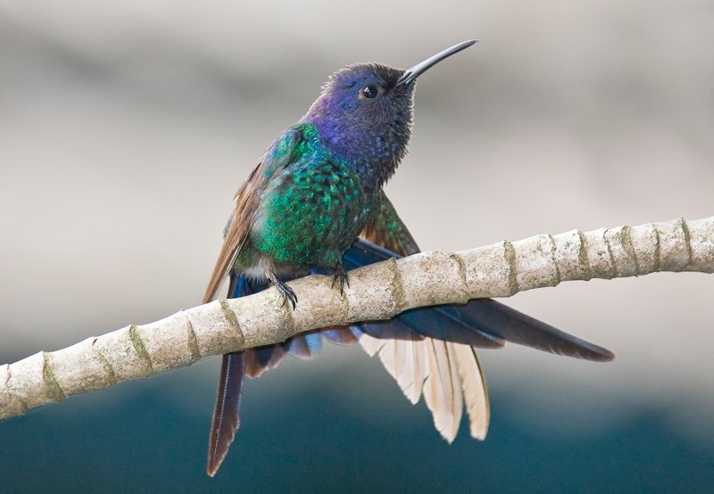 swallow tailed hummingbird