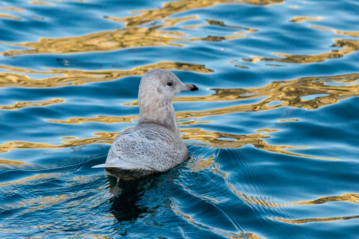 iceland gull