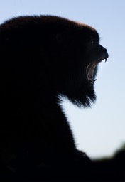 black howler monkey