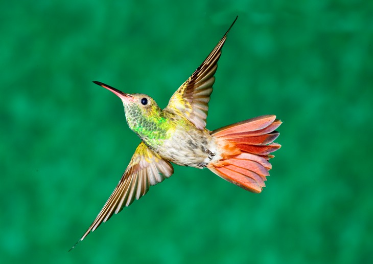 rufous tailed hummingbird