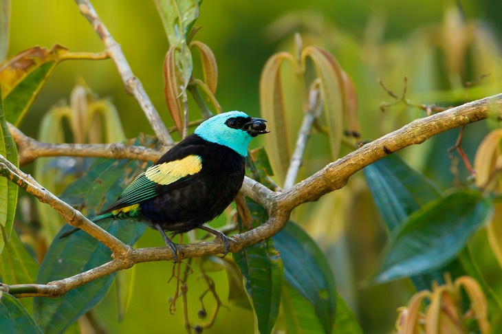 blue necked tanager