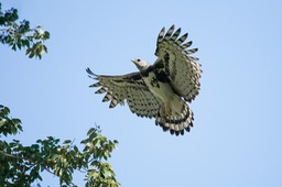harpy eagle