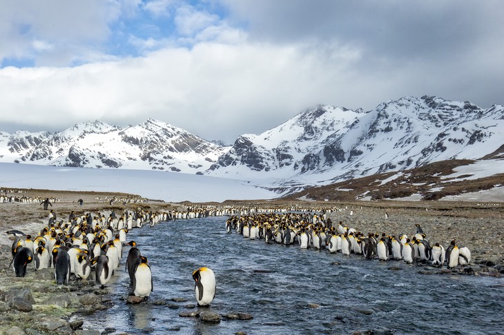 king penguin