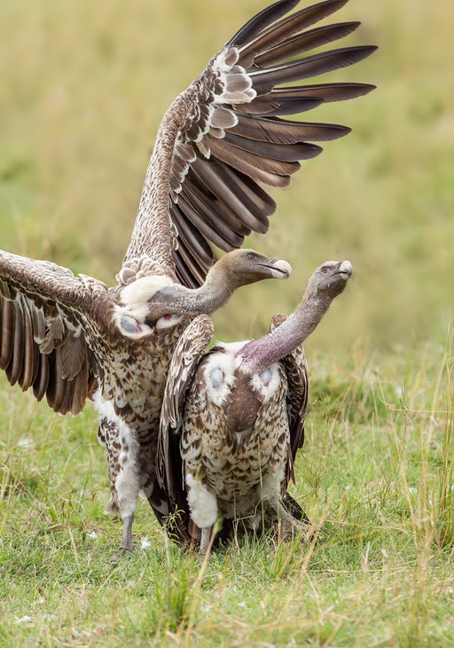 ruppell's vulture