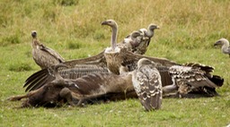 ruppell's vulture