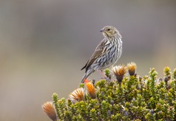 plumbeous sierra finch