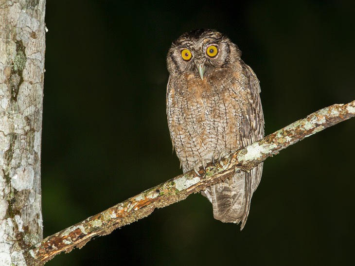 tawny bellied screech owl