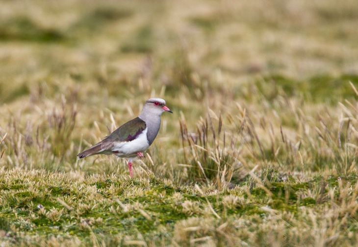 andean lapwing