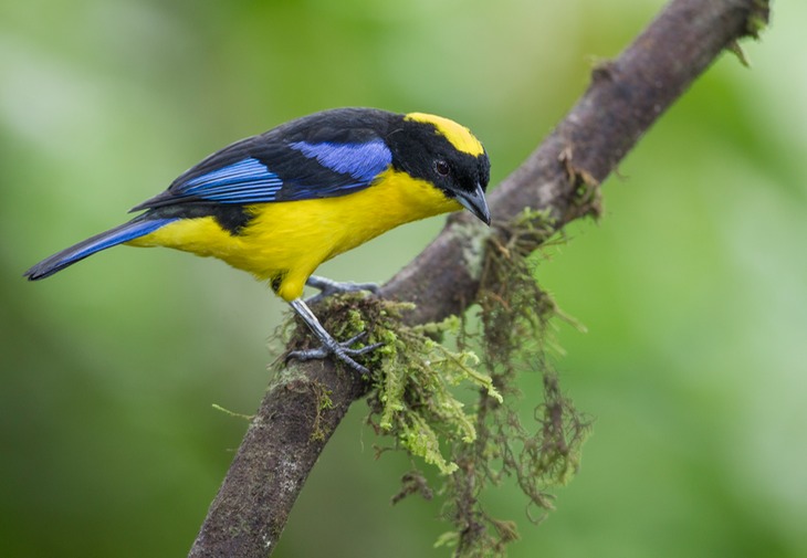 blue shouldered mountain tanager