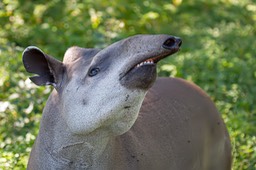 brazilian tapir
