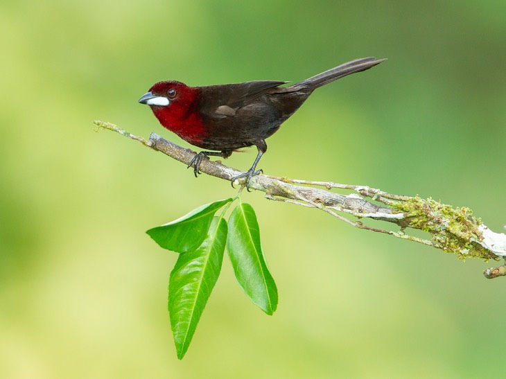 silver beaked tanager