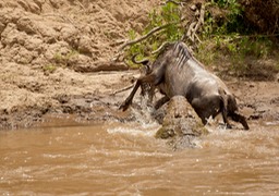 wildebeest