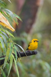 golden tanager