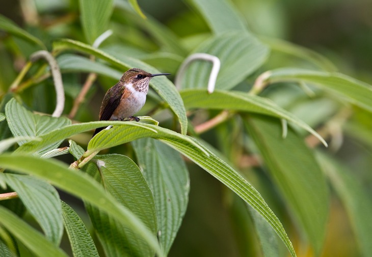 scintillant hummingbird