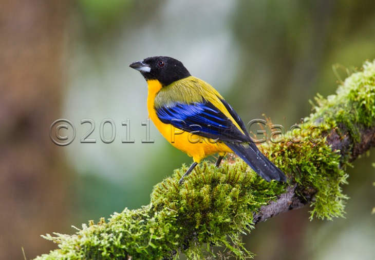 black chinned mountain tanager