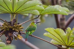 crimson rumped toucanet