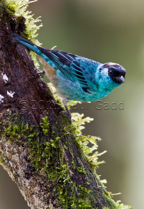 golden naped tanager