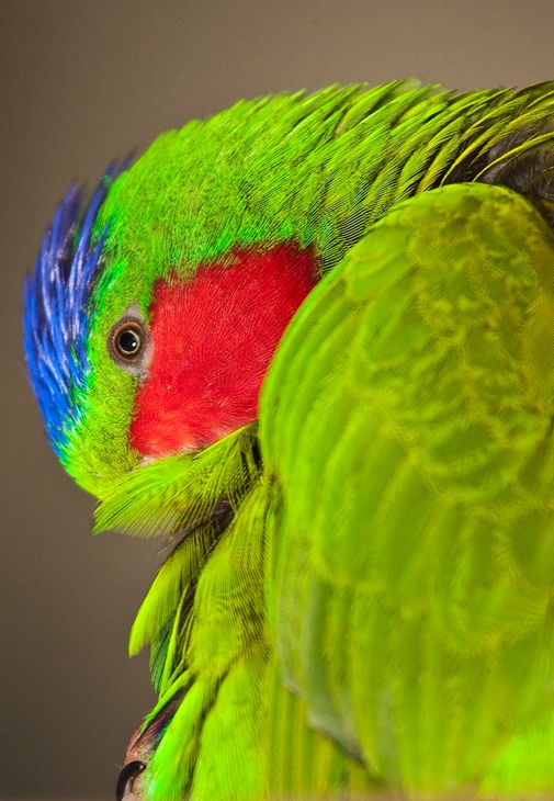 blue crowned lory