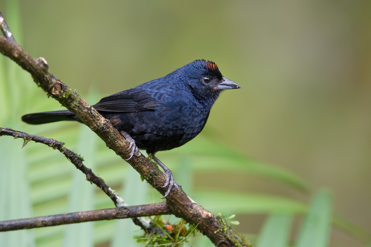ruby crowned tanager