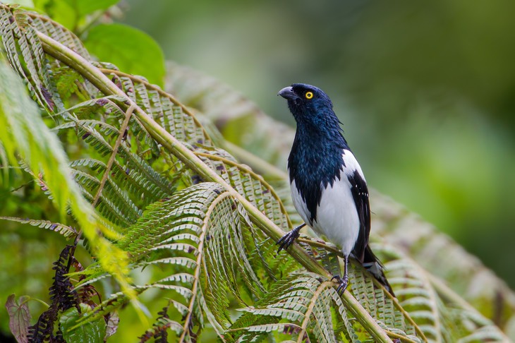 magpie tanager