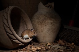 yellow necked mouse