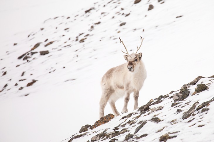 svalbard reindeer