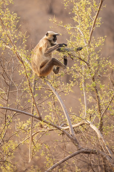 hanuman langur