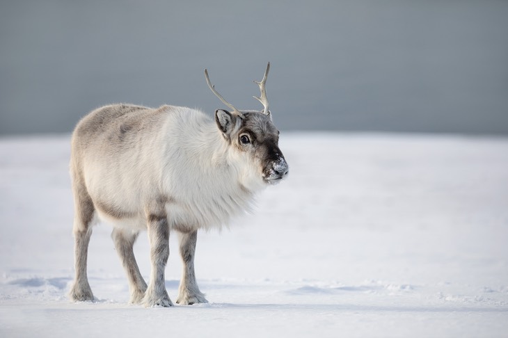 svalbard reindeer