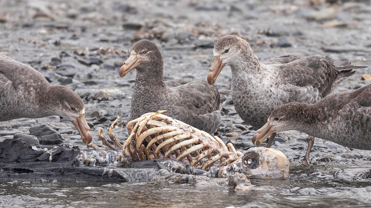 giant petrel