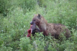 hyena