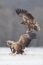 white tailed eagle