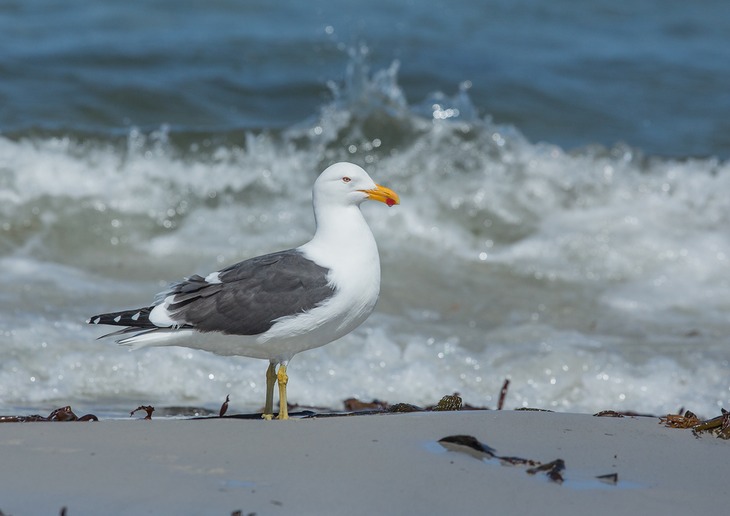 kelp gull